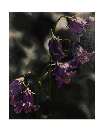 Campanula